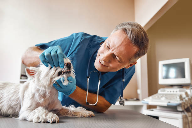 Best Emergency Denture Repair in Raleigh Hills, OR
